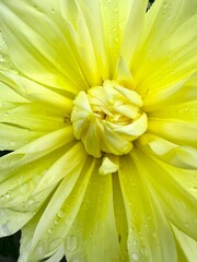 yellow gerber daisy