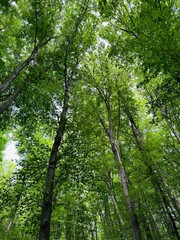 trees in the forest
