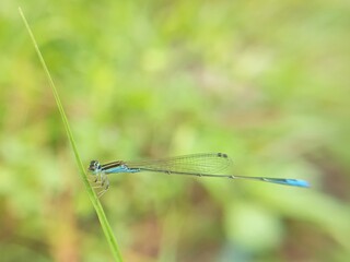 blue damselfly on,leaf