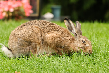 The European hare eats grass in a graveyard. Lepus europaeus is among the largest hare species and is adapted to temperate, open country. Hares are herbivorous and feed mainly on grasses and herbs.