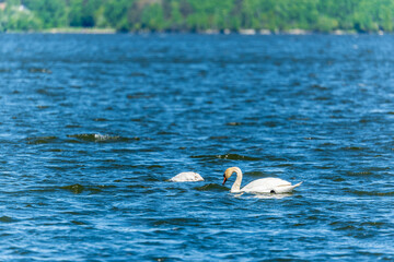 Two Graceful white Swans swimming in the lake, swans in the wild