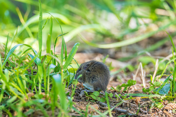 A closeup of a Common vole, Microtus arvalis, on the ground with a blurry background