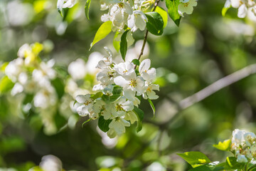 White blossoming apple trees. White apple tree flowers