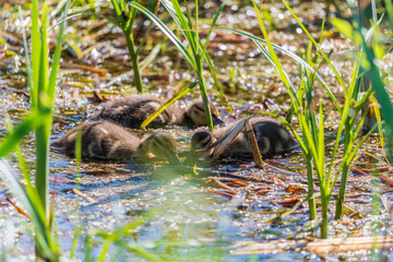 Cute little duckling swimming alone in a lake or river with calm water