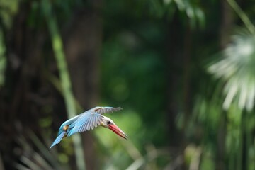 Common Kingfisher in a park in Thailand