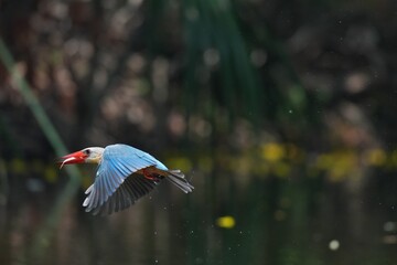 Common Kingfisher in a park in Thailand