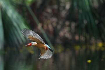 Common Kingfisher in a park in Thailand