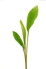 Boesenbergia rotunda on white background.