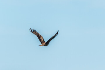The bird of prey Black Kite flying in blue Sky