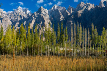 The iconic Passu Cones (Tupopdan) rising dramatically behind a perfectly arranged grove of tall...