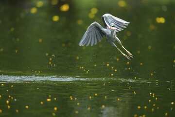 Green Egret in a public park in Thailand