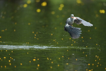 Green Egret in a public park in Thailand