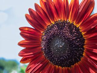 魅惑のブラウンひまわり