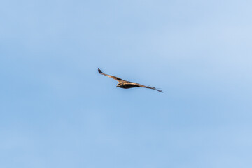 The bird of prey Black Kite flying in blue Sky