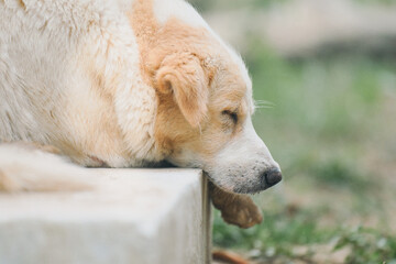 A tired, beige dog rests its head on a concrete ledge, looking out at a blurred green background.