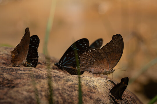 Terinos clarissa lioneli butterflies gathering on rock surface in tropical forest habitat, Pangsida National Park, Thailand