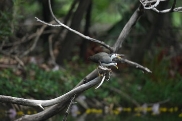 Green Egret in a public park in Thailand
