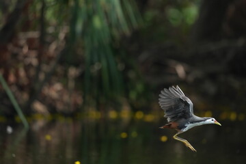 Green Egret in a public park in Thailand