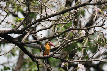 Common Kingfisher in a park in Thailand