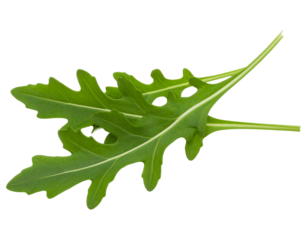 Feuilles de roquette fraîches sur fond blanc