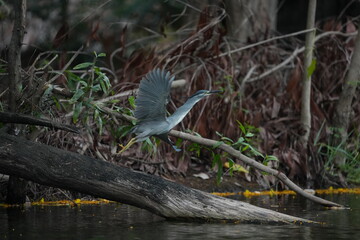 Green Egret in a public park in Thailand