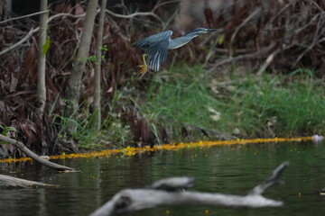 Green Egret in a public park in Thailand
