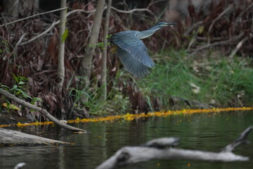 Green Egret in a public park in Thailand