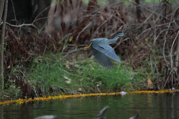 Green Egret in a public park in Thailand