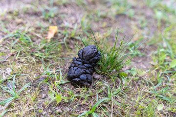 Fresh dog excrement lying on green grass in public park