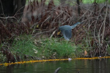 Green Egret in a public park in Thailand