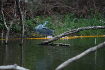 Green Egret in a public park in Thailand