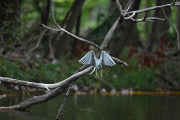Green Egret in a public park in Thailand