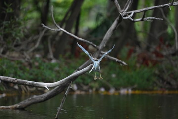 Green Egret in a public park in Thailand