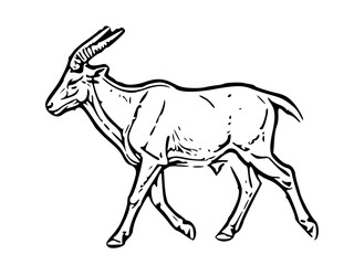 Goat vector illustration on white background