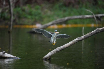 Green Egret in a public park in Thailand