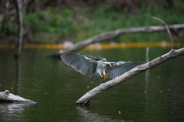 Green Egret in a public park in Thailand