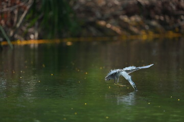 Green Egret in a public park in Thailand