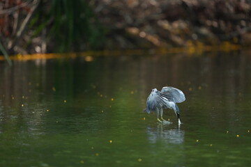 Green Egret in a public park in Thailand