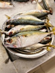 Freshly caught mackerel, glistening in a metallic bowl, ready for preparation.