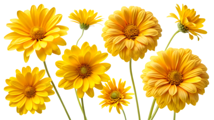set of yellow flowers isolated - on white background 