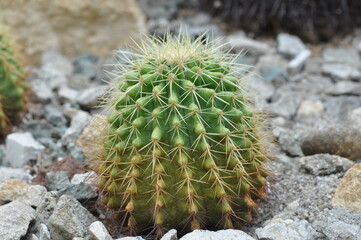A small cactus is sitting on a rocky surface. The cactus is green and has a spiky appearance. The...