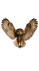 Owl with Spread Wings Top-Down Photography Clean Background