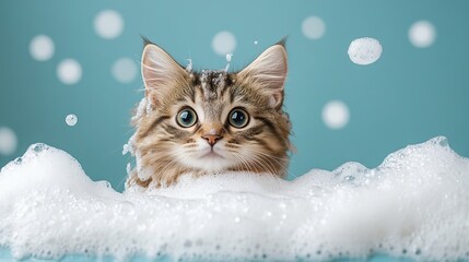 Fototapeta premium Cute Cat Bathing Close - up, Blue Background with Bubbles, Adorable Pet Washing Scene