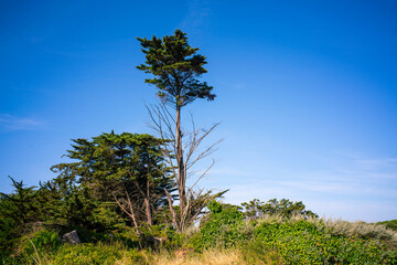 des arbres sur la côte atlantique sur l'île d'Oléron en Charente Maritime en France en Europe © Pierre Laborde 