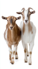 Fototapeta premium Pair of Goats Side by Side Natural Light Clean Background