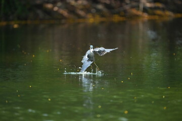 Green Egret in a public park in Thailand