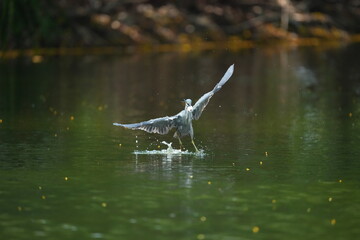 Green Egret in a public park in Thailand