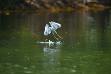 Green Egret in a public park in Thailand