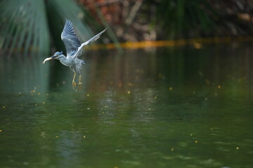 Green Egret in a public park in Thailand