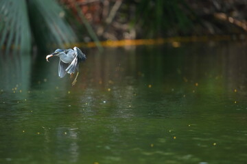 Green Egret in a public park in Thailand